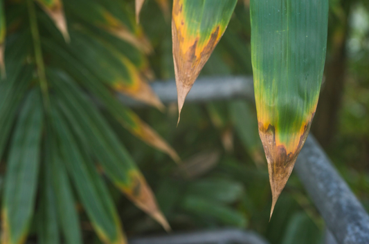 Why Are the Tips of Your Indoor Plant Leaves Turning Brown?