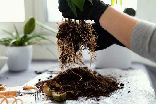 Why Root Health Matters as Much as Leaf Care