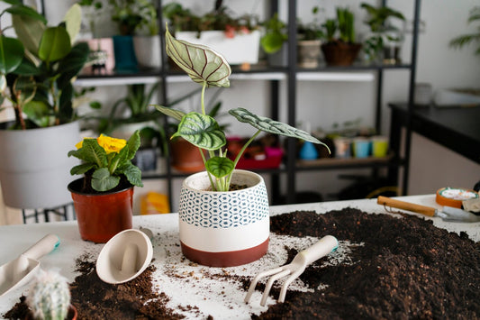 Easy Houseplant Hacks for Busy People