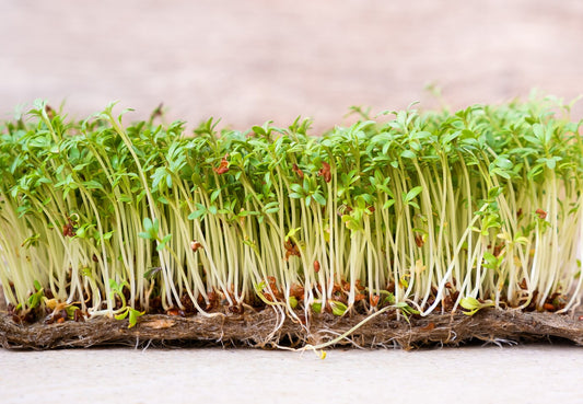 Simple Solutions for Leggy Seedlings: Grow Strong, Healthy Plants