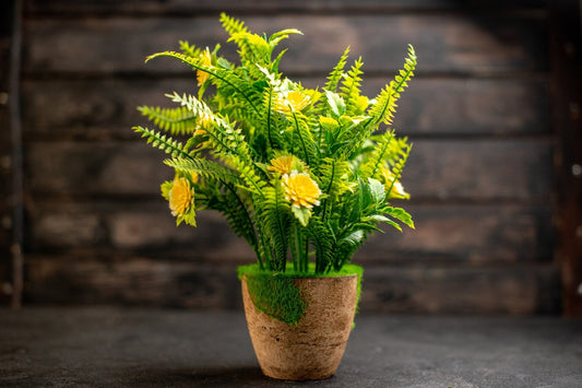Yellow Houseplants That Add a Pop of Color Indoors