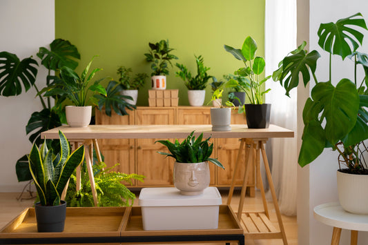 How to Create a Lush Indoor Jungle: Tips for Plant Lovers