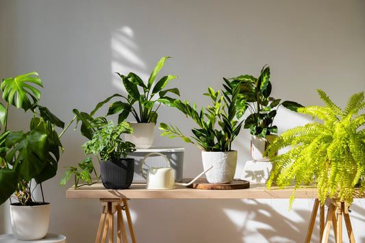 Create a Stress-Free Space with These Relaxing Indoor Plants