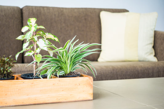 Freshen Up Your Space: Best Air-Cleaning Indoor Plants