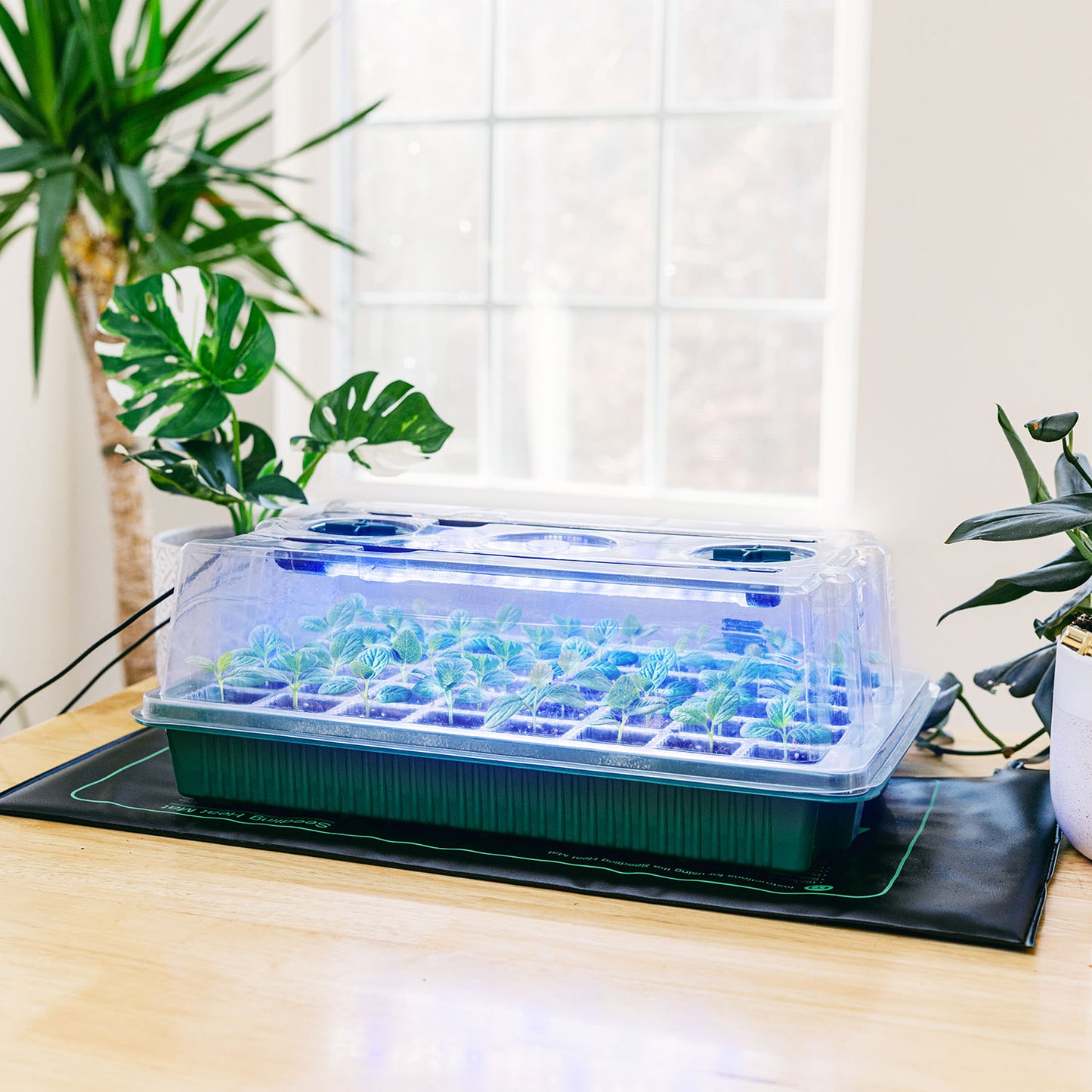 All-In-One Seed Starter Kit (3-Pack)