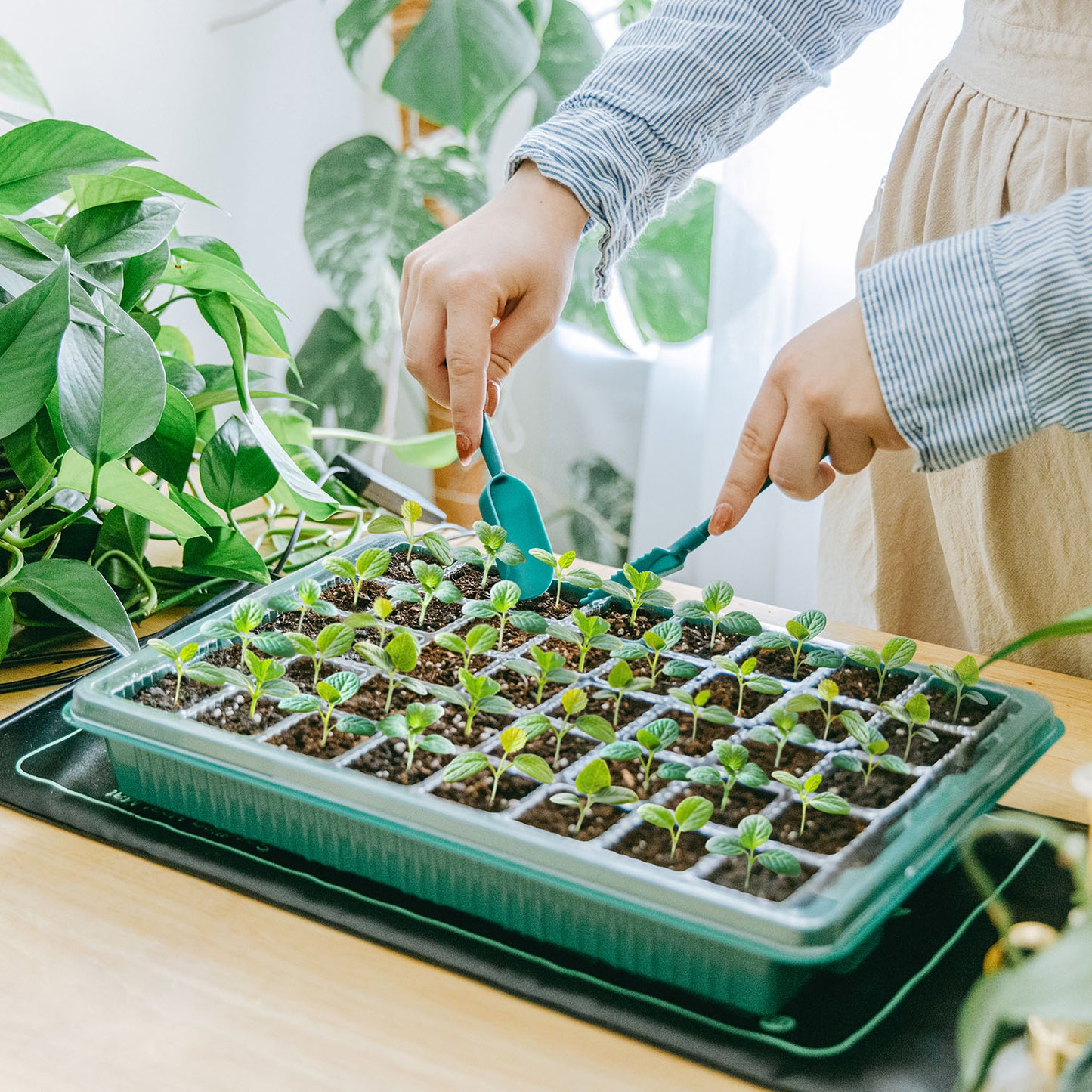 All-In-One Seed Starter Kit