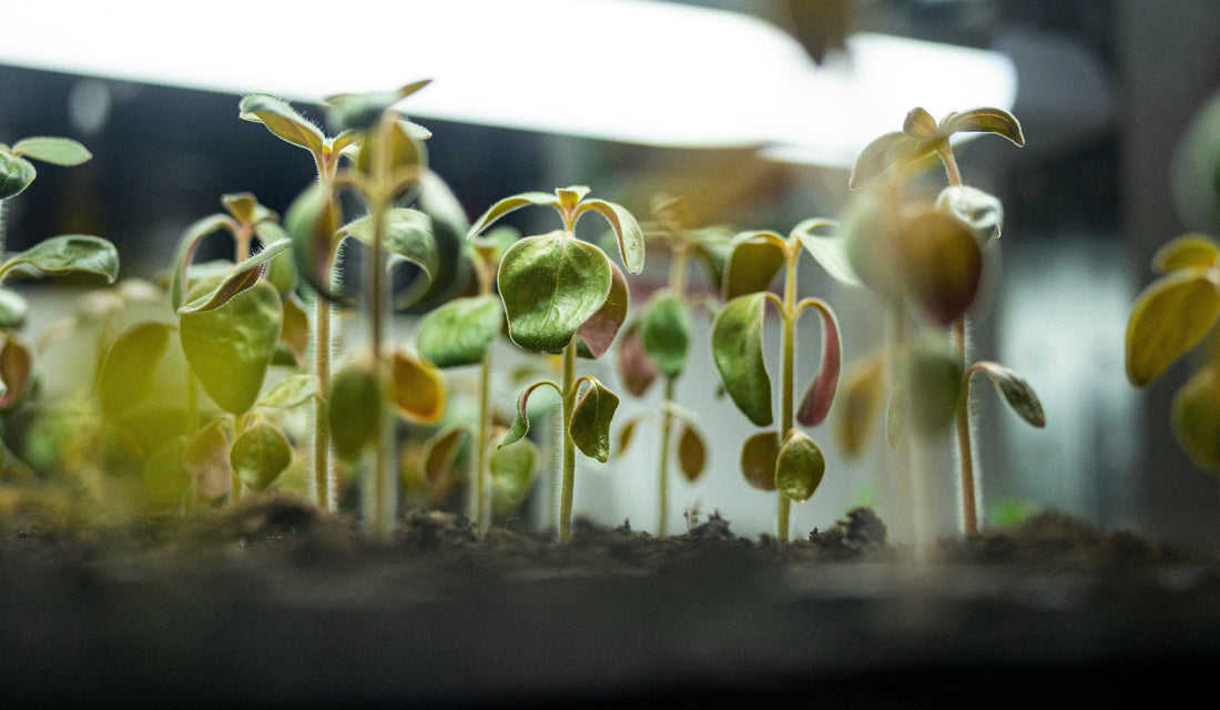 How to Maximize Light for Indoor Seedlings: Essential Fall Gardening Tips