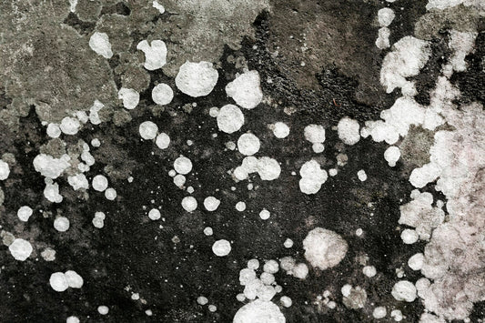 Is White Mold Growing in Your Soil?