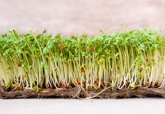 Simple Solutions for Leggy Seedlings:  Grow Strong, Healthy Plants