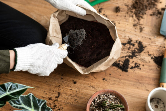 Winter Remedies: How to Bring Your Garden Soil Back to Life