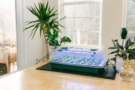 How to Start Seeds Indoors: A Beginner's Guide to Using Seed Starter Trays with Grow Lights