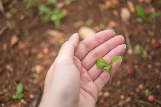 Is It Time to Stop Waiting for My Seeds to Germinate?