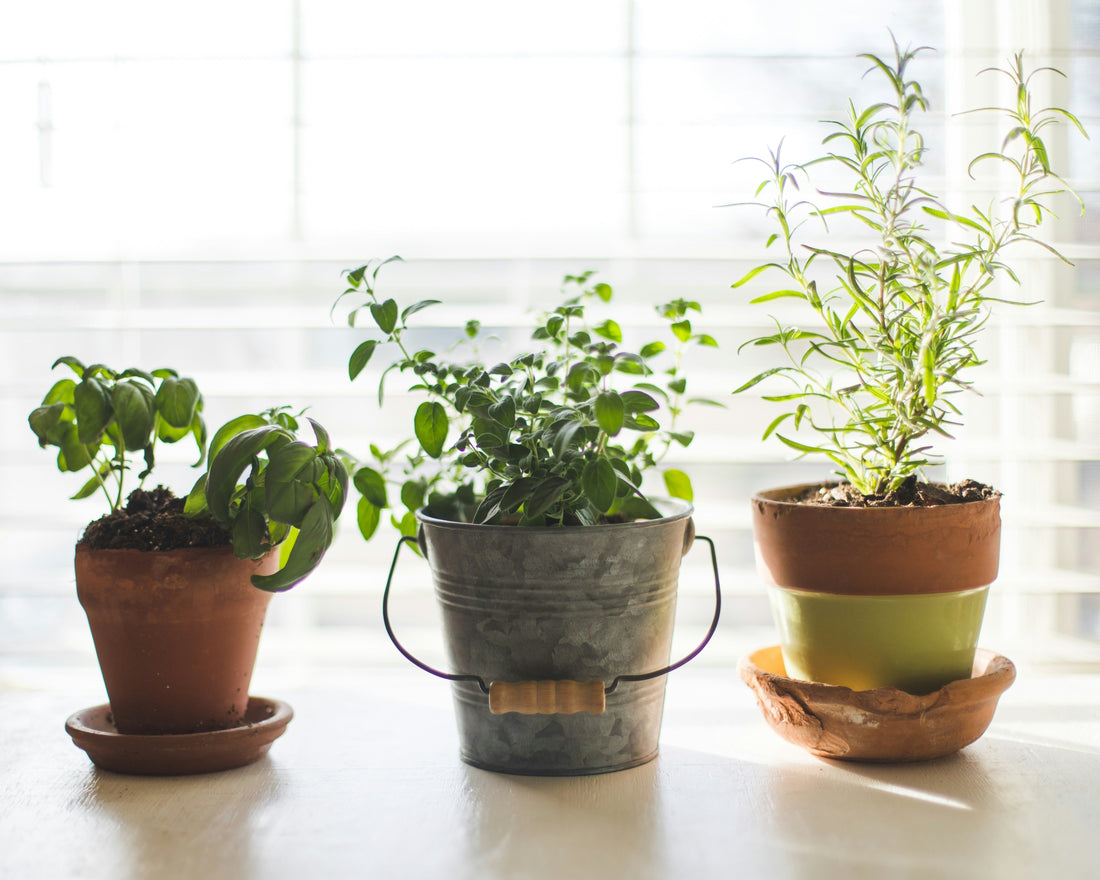 5 Herbs to Grow Indoors This Fall: Your Perfect Kitchen Garden